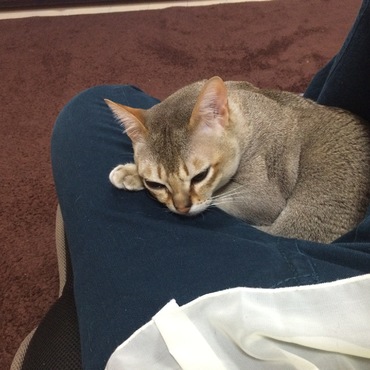 お膝の上