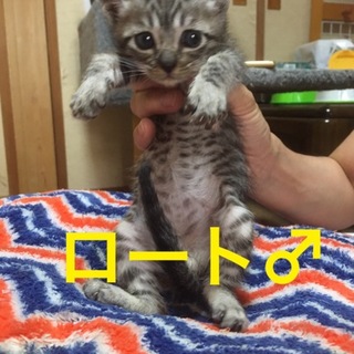 人懐こくて甘えん坊キジトラの男の子です