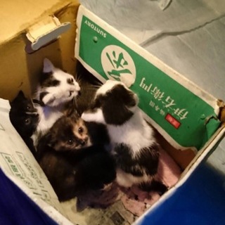 5匹の子猫