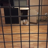 ままぴ