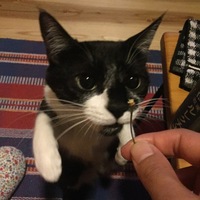 やつはし