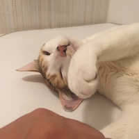 みけち
