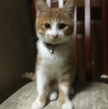 子猫