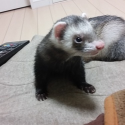 チップ