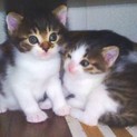 子猫の仲良し姉弟   