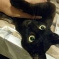 白血病に理解のある黒猫好きの方！（募集終了）
