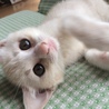 ゆず