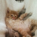 ＊一時停止＊【生後１～２か月】長毛風味な茶トラ子猫