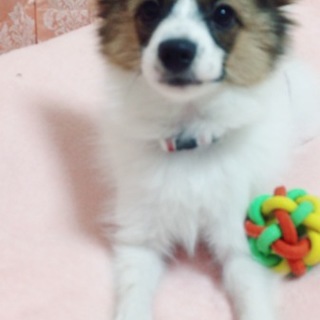 パピヨン 4ヶ月 男の子