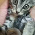 生後1.5カ月アメショ風キジトラ子猫