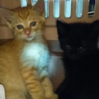 赤い糸を待ち望んでいます！