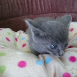 手毬です。家族募集