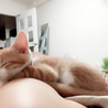 きなこ