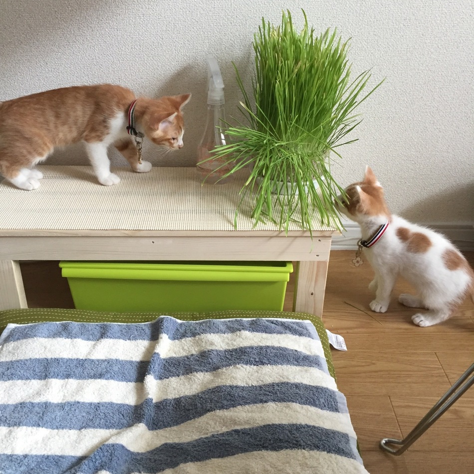 きなこのカバー写真