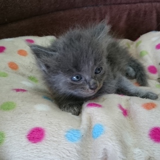 小毬です。家族にしてください