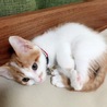 しらたま