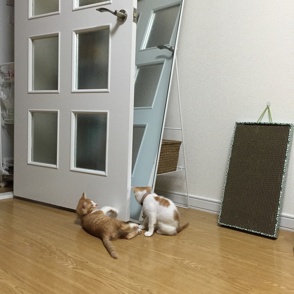 しらたまのカバー写真