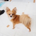 チワワのこたろう君
