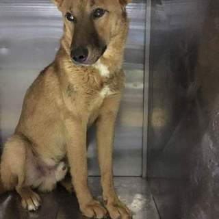 ひかえめで優しいすぎお君