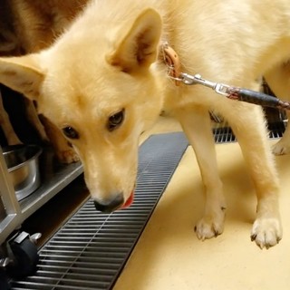 野犬王子ふうくん
