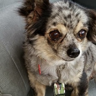 ムーちゃんのずっとの家族募集中！