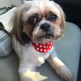 トロちゃんのずっとの家族募集中！