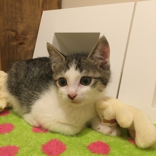 幸せを呼ぶカギしっぽです！