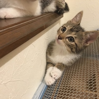 白いソックスはいた、キジトラちゃん、女の子