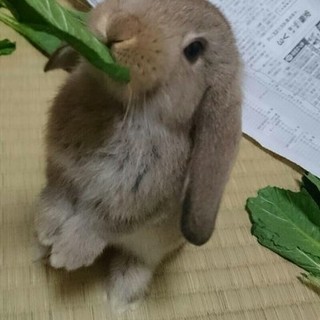 可愛いミニロップイヤー♥
