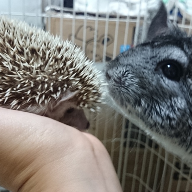 飛びたい、ペンギンのカバー写真