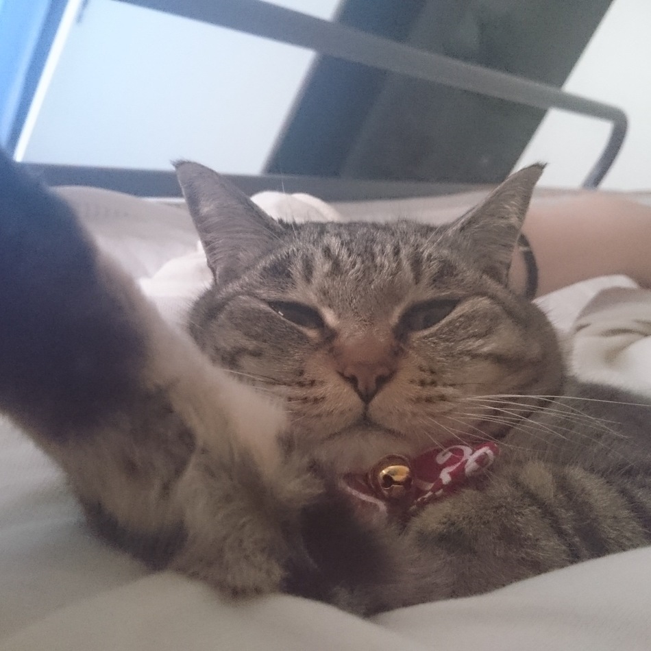 小梅のカバー写真