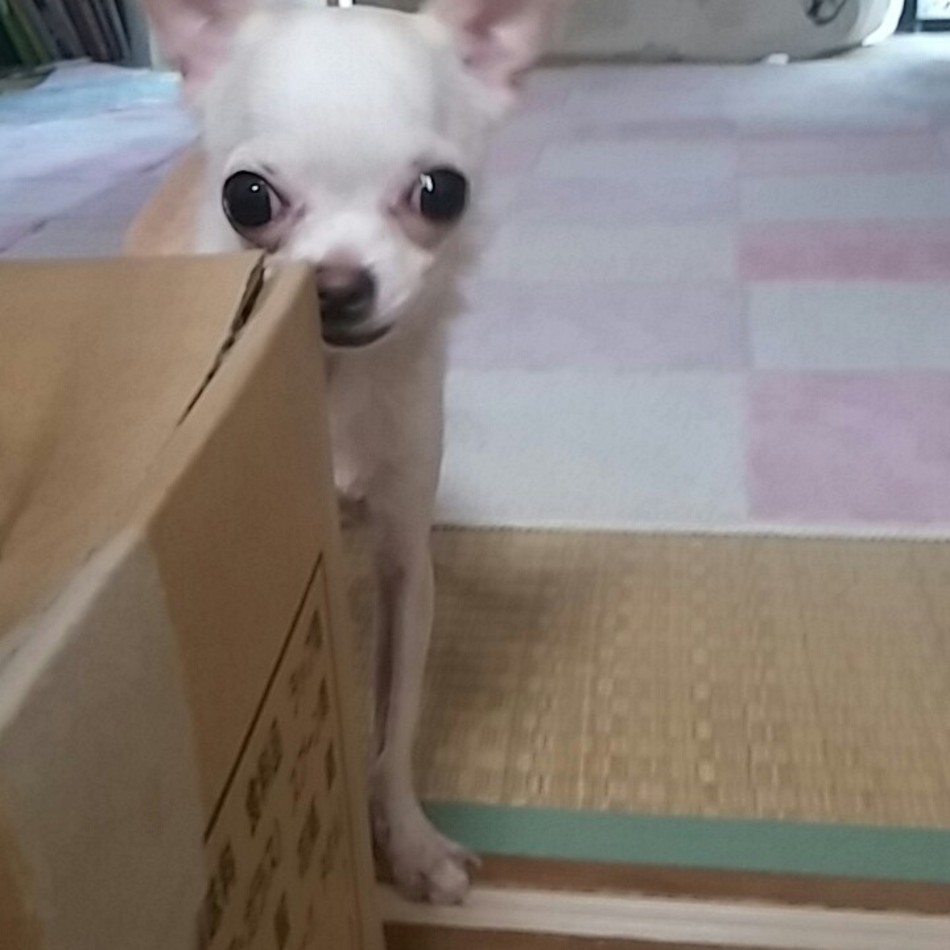 山本恵美のカバー写真