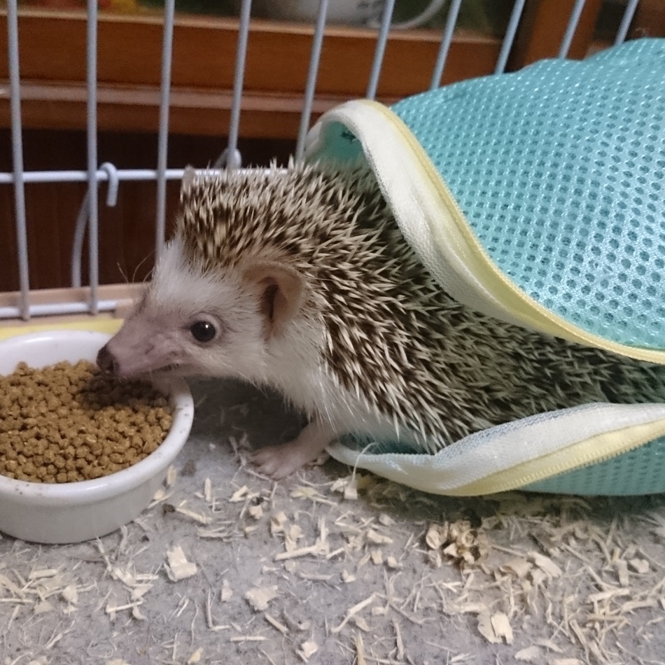 ちゃまのカバー写真