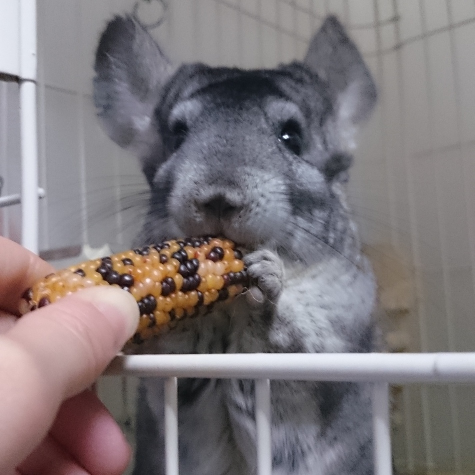 ヨナのカバー写真
