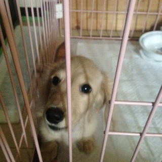 大切に育ていただける方募集のいたします！