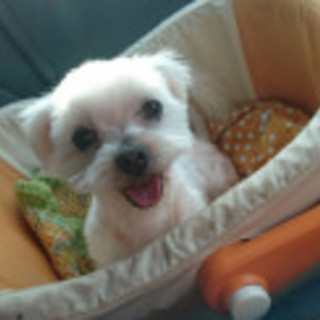 まるおの家族になっていただけませんか？