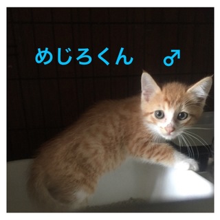 羽ばたけシリーズ＊めじろくん