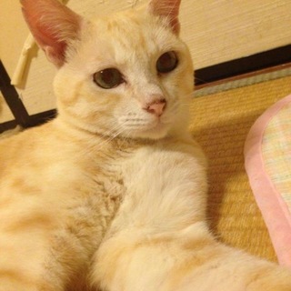 こんな猫はめったに居ない！タマスケ☆