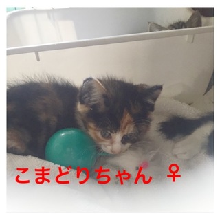 羽ばたけシリーズ＊こまどりちゃん
