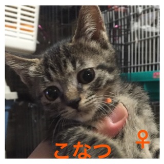 こなつちゃん＊