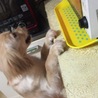たなーかー