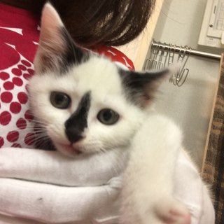 とっても人懐こいです★里親さんになってください