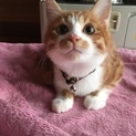子猫５ヶ月