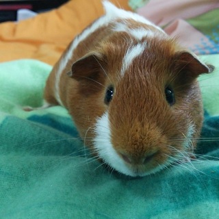 イングリッシュモルモットの里親募集中