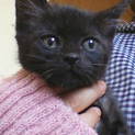生後1ヵ月♀琥珀色の目を持つ黒猫