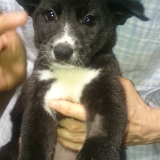 里親決定。黒に白いラインの男の子はやて君