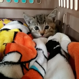 可愛い美猫の赤ちゃん