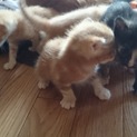 仔猫の里親になって下さい