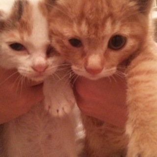 かわいい仲良し姉妹の里親さんを募集してます！