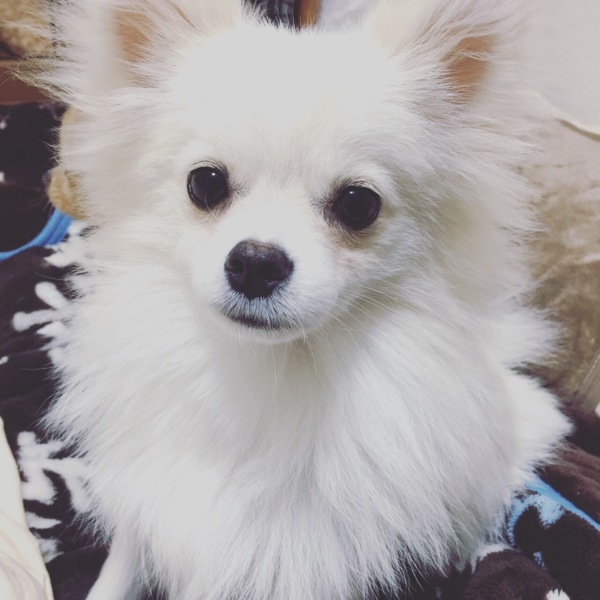 【ポメころびページ】ご予約2点おまとめ 子犬の詳細情報 (埼玉県/2025年6月7日生まれ/女の子/オレンジ